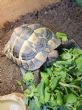 Hermanns :  Male approx 5 years old (Tommy)